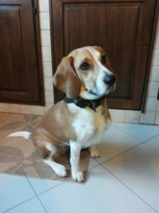 Milù-Asd-Il-lupo-Centro-Cinofilo-Toscana-Firenze-04