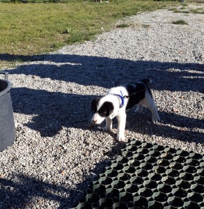 Teo-Asd-Il-lupo-Centro-Cinofilo-Toscana-Firenze-03