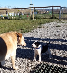 Teo-Asd-Il-lupo-Centro-Cinofilo-Toscana-Firenze-04