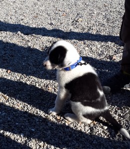 Teo-Asd-Il-lupo-Centro-Cinofilo-Toscana-Firenze-05