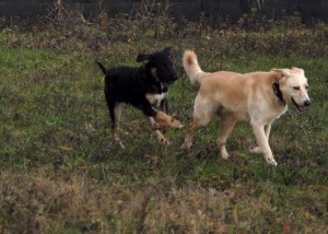 Toni-Asd-Il-lupo-Centro-Cinofilo-Toscana-Firenze-01