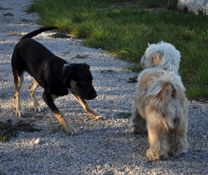 Toni-Asd-Il-lupo-Centro-Cinofilo-Toscana-Firenze-02
