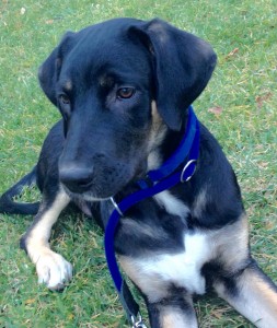 Toni-Asd-Il-lupo-Centro-Cinofilo-Toscana-Firenze-03