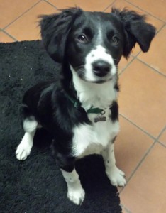 Achille-Asd-Il-lupo-Centro-Cinofilo-Toscana-Firenze