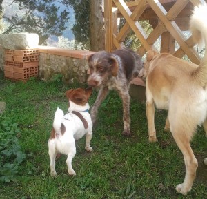 Adelante-Asd-Il-lupo-Centro-Cinofilo-Toscana-Firenze