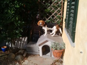 Agata-Asd-Il-lupo-Centro-Cinofilo-Toscana-Firenze