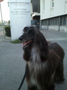 Arwin-Asd-Il-lupo-Centro-Cinofilo-Toscana-Firenze-02