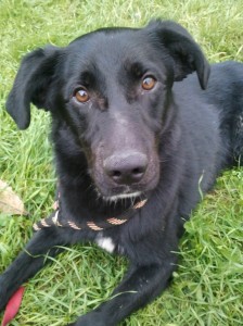 Ciri-Asd-Il-lupo-Centro-Cinofilo-Toscana-Firenze-02