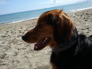 Dante-Asd-Il-lupo-Centro-Cinofilo-Toscana-Firenze-04