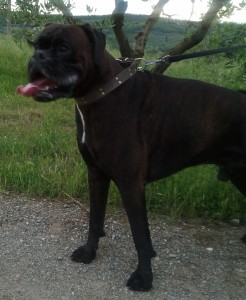 Darko-Asd-Il-lupo-Centro-Cinofilo-Toscana-Firenze-01