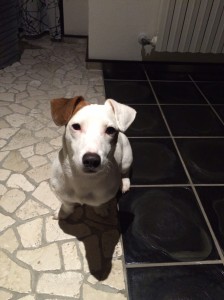 Junior-Asd-Il-lupo-Centro-Cinofilo-Toscana-Firenze-02