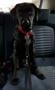 Kora-Asd-Il-lupo-Centro-Cinofilo-Toscana-Firenze-01 (1)