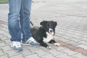 Leila-Asd-Il-lupo-Centro-Cinofilo-Toscana-Firenze-01