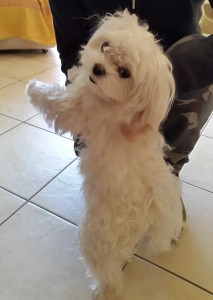 Mia-Asd-Il-lupo-Centro-Cinofilo-Toscana-Firenze-01