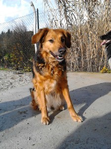 Mirtilla-Asd-Il-lupo-Centro-Cinofilo-Toscana-Firenze-01