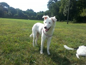 Oliva-Asd-Il-lupo-Centro-Cinofilo-Toscana-Firenze-01