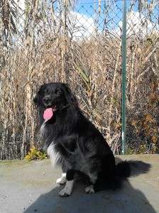 Pedro-Asd-Il-lupo-Centro-Cinofilo-Toscana-Firenze-01