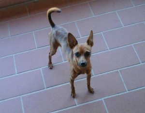 Rudi-Asd-Il-lupo-Centro-Cinofilo-Toscana-Firenze-01