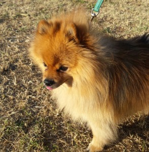 Volpino-Asd-Il-lupo-Centro-Cinofilo-Toscana-Firenze-01