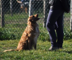 Willie-Asd-Il-lupo-Centro-Cinofilo-Toscana-Firenze-01