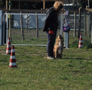 Willie-Asd-Il-lupo-Centro-Cinofilo-Toscana-Firenze-03