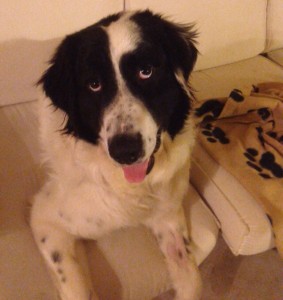 Zero-Asd-Il-lupo-Centro-Cinofilo-Toscana-Firenze-05  